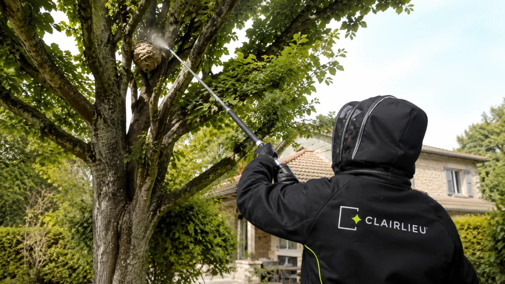 Destruction d'un nid de frelons dans un arbre