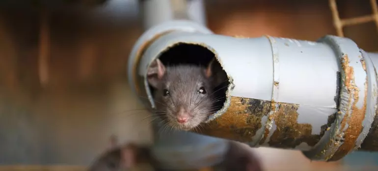 Rats en copropriété : responsabilités et plan d’action